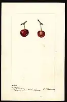 Image of the Baldwin variety of cherries (scientific name: Prunus avium), with this specimen originating in Seneca, Nemaha County, Kansas, United States (1901)