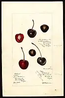 Image of cherries (scientific name: Prunus avium), with this specimen originating in Springbrook, Yamhill County, Oregon, United States. (1895)