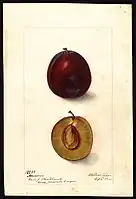 Image of the Ascension variety of plums (scientific name: Prunus domestica), with this specimen originating in Cove, Union County, Oregon, United States. (1900)