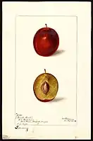 Image of the Dewey variety of plums (scientific name: Prunus domestica), with this specimen originating in Hood River, Hood River County, Oregon, United States. (1898)