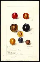 Image of plums (scientific name: Prunus domestica), with this specimen originating in Geneva, Allen County, Kansas, United States. (1898)