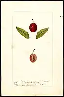 Image of the Compass variety of plums (scientific name: Prunus domestica), with this specimen originating in Springbrook, Brown County, Minnesota, United States. (1896)
