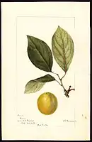 Image of the Madison variety of plums (scientific name: Prunus domestica), with this specimen originating in York, York County, Pennsylvania, United States. (1894)