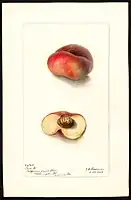 Image of the Peento variety of peaches (scientific name: Prunus persica), with this specimen originating in Washington, D.C., United States. (1902)