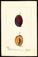 Image of the Sugar variety of plums (scientific name: Prunus domestica), with this specimen originating in Mount Tabor, Portland, Multnomah County, Oregon, United States. (1907)