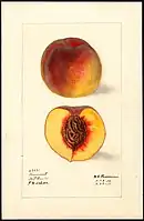 Image of the Krummels variety of peaches (scientific name: Prunus persica) (1910)