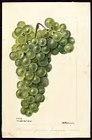 Image of the Chasselas Dore variety of grapes (scientific name: Vitis).