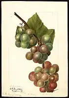 Image of the Labrusca variety of grapes (scientific name: Vitis), with this specimen originating in Washington, D.C., United States. (1895)