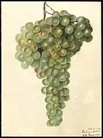 Image of the Malaga variety of grapes (scientific name: Vitis). (1909)