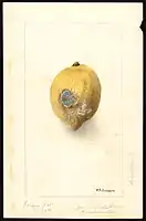 Image of lemons (scientific name: Citrus limon), with this specimen originating in Whittier, Los Angeles County, California, United States. (1904)