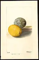 Image of lemons (scientific name: Citrus limon). (1904)