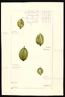 Image of gooseberries (scientific name: Ribes), with this specimen originating in South Haven, Van Buren County, Michigan, United States. (1897)