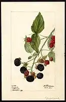 Image of the Reward variety of brambles (scientific name: Rubus), with this specimen originating in Washington, D.C., United States. (1901)