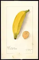 Image of the Platano Morado variety of bananas (scientific name: Musa). (1907)
