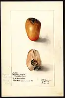 Image of nutmeg (scientific name: Myristica fragrans), with this specimen originating in Puerto Rico, United States. (1906)