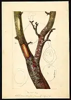 Image of the Howell variety of pears (scientific name: Pyrus communis), with this specimen originating in Still Pond, Kent County, Maryland, United States. (1895)