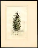 Image of the Kieffer variety of pears (scientific name: Pyrus communis). (1898)