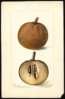 Image of sapodillas (scientific name: Manilkara zapota), with this specimen originating in Key West, Monroe County, Florida, United States. (1899)