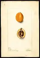 Image of the Premier variety of loquats (scientific name: Eriobotrya japonica), with this specimen originating in Orange, Orange County, California, United States. (1903)