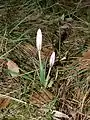 Capullos de flor de Crocus nevadensis