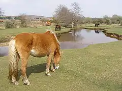 Ponis pastando en el Latchmore Brook