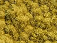 Porites astreoides