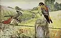 Ilustrado por Horsfall, 1913