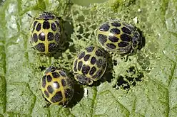 Ejemplares adultos de Epilachna paenulata