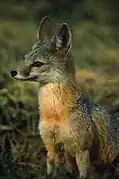 Vulpes macrotis