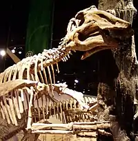 Prosaurolophus