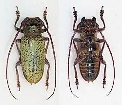 Prosopocera bicolor