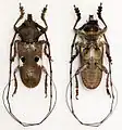 Prosopocera bipunctata