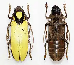 Prosopocera lucia