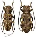 Prosopocera signatifrons