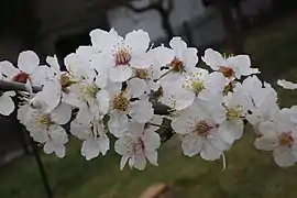 Rama de flores