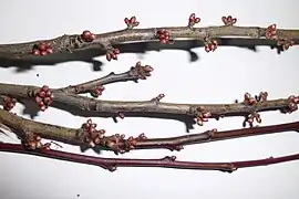 Capullos de flores y brotes