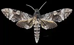 Pseudosphinx tetrio ♂