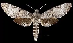 Pseudosphinx tetrio  ♀