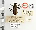 Pterolophia hybrida