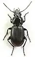Pterostichus aethiops