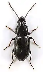 Pterostichus diligens
