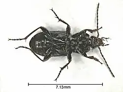 Pterostichus gracilis