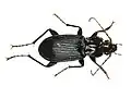 Pterostichus niger