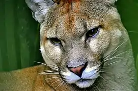 Puma concolor costaricensis es una de las 6 subespecies de pumas que existen, más pequeño y menos pesado que otras subespecies.
