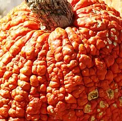 Superficie crespa?, verrugosa o con verrugas, mucha cantidad (heavily warted).
