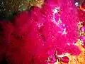 Alcyonium fauri
