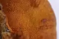 Pycnoporus sanguineus, detalle de poros en macrofotografía.