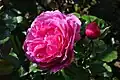 'Yves Piaget', Meilland 1983. Rosa híbrido de cruce con ascendentes parentales de Semillas: 'Peace' y Polen: [ ('Happiness' x 'Chrysler Imperial') x 'El Capitan' ].