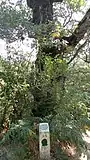Rebollo de la Mata del Pañuelo