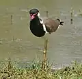 Avefría india